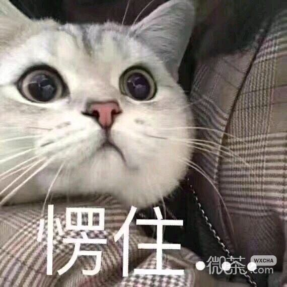 微信近期斗图恶搞表情包2019/11/27