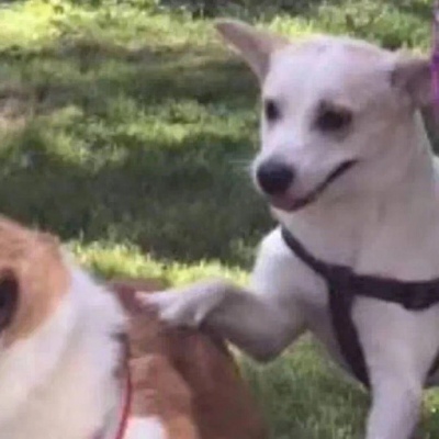 超萌超可爱的微信萌宠情侣头像