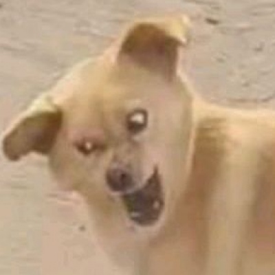 超萌超可爱的微信萌宠情侣头像