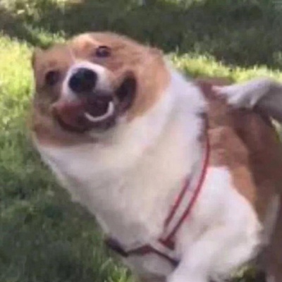 超萌超可爱的微信萌宠情侣头像