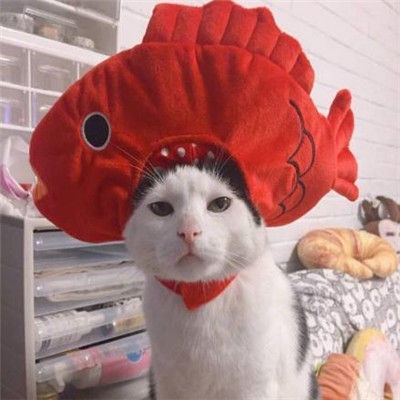 超萌超可爱的微信萌宠情侣头像