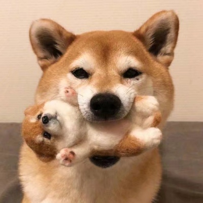 超萌超可爱的微信萌宠情侣头像