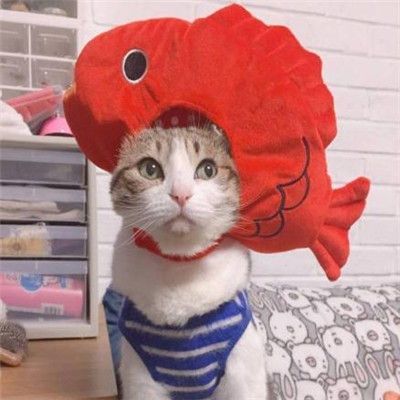 超萌超可爱的微信萌宠情侣头像