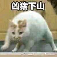 微信近期斗图恶搞表情包2019/11/29