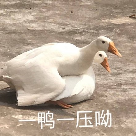 微信近期斗图恶搞表情包2019/11/29（二）