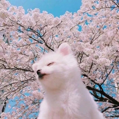 超萌超可爱的微信萌宠情侣头像