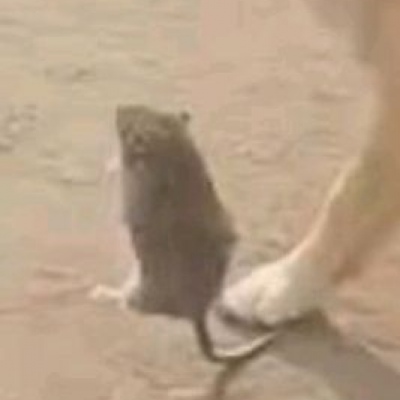 超萌超可爱的微信萌宠情侣头像