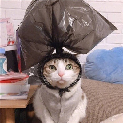 超萌超可爱的微信萌宠情侣头像