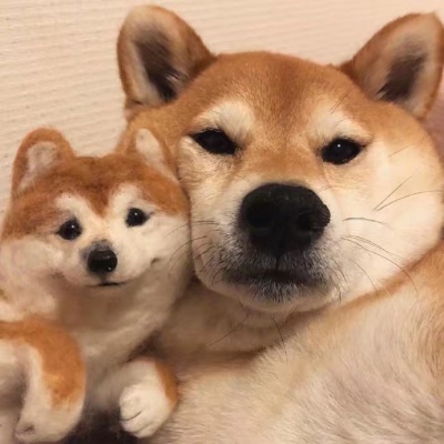 超萌超可爱的微信萌宠情侣头像