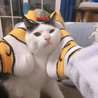 超萌超可爱的微信萌宠情侣头像