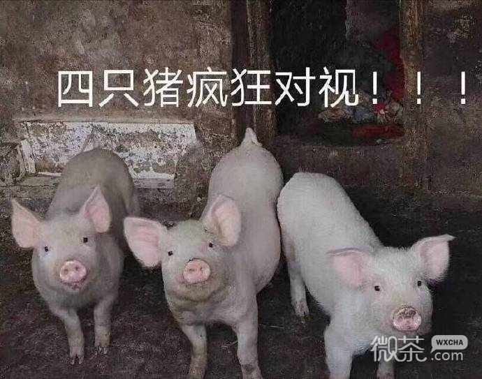 微信每日沙雕斗图表情包套图