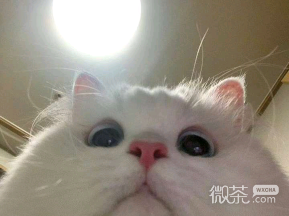 委屈斗图表情包