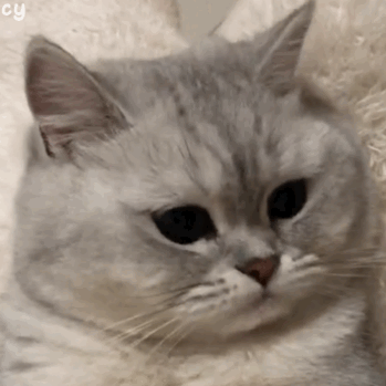 微信近期斗图恶搞表情包2019/12/6