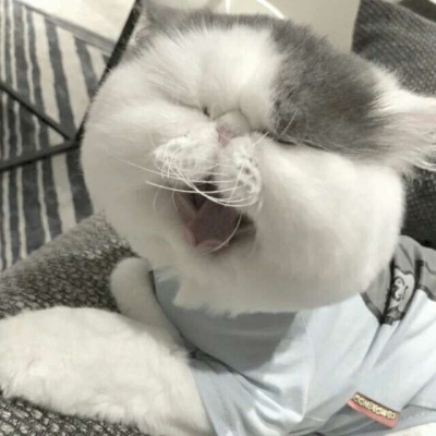 可爱卖萌的微信喵星人头像合集