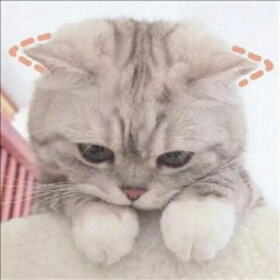 可爱萌系的微信喵星人情侣头像