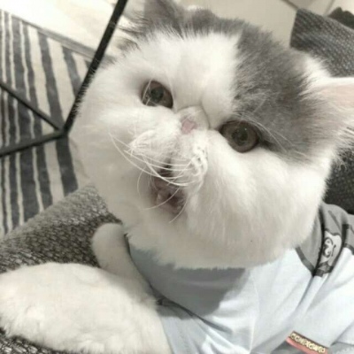 可爱卖萌的微信喵星人头像合集