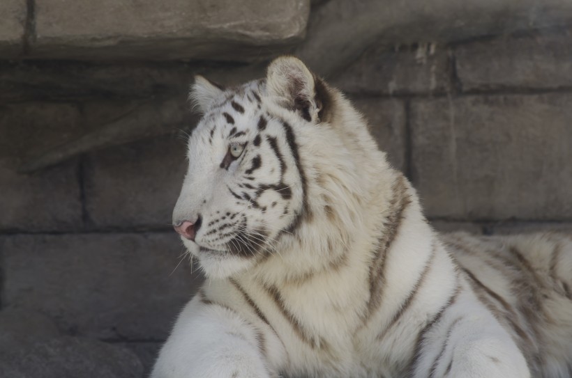 霸气侧漏的孟加拉白虎微信摄影图片