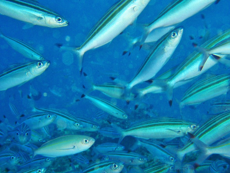 唯美好看的深海鱼群微信图片合集