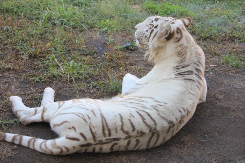 霸气侧漏的孟加拉白虎微信摄影图片