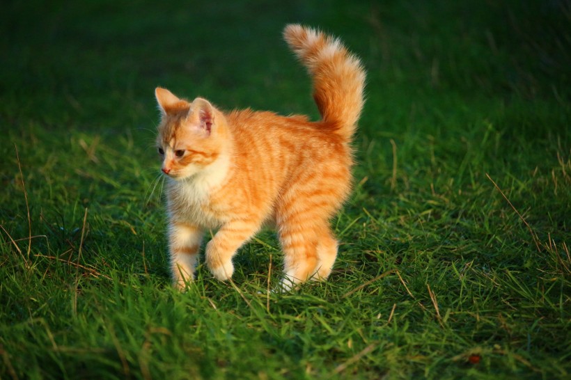 顽皮可爱的虎斑猫微信唯美图片合集