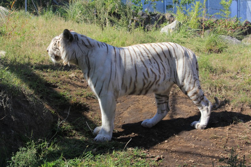 霸气侧漏的孟加拉白虎微信摄影图片