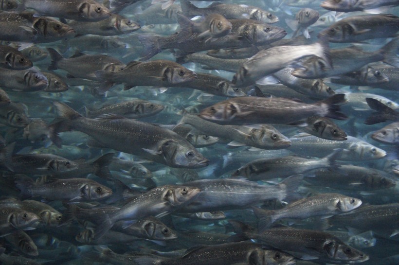 唯美好看的深海鱼群微信图片合集