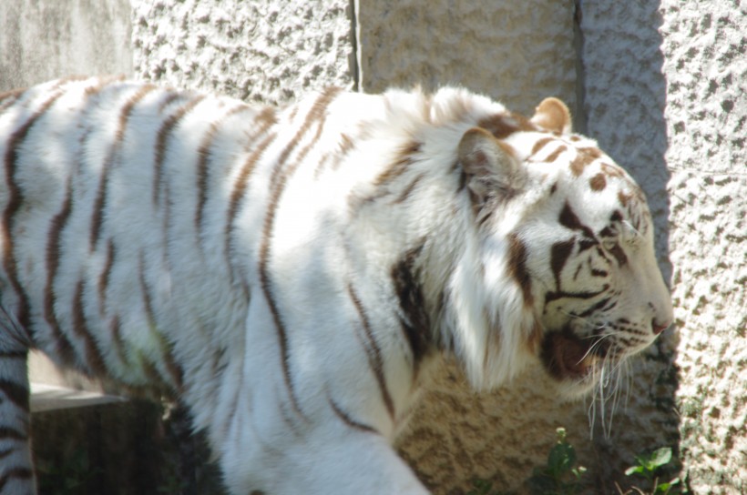 霸气侧漏的孟加拉白虎微信摄影图片