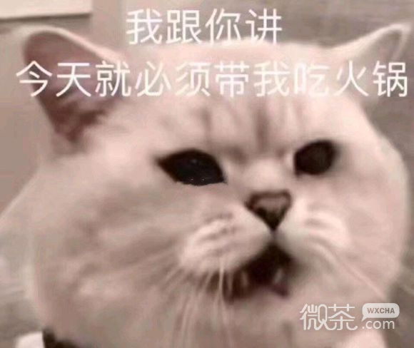 微信近期斗图恶搞表情包2019/12/13