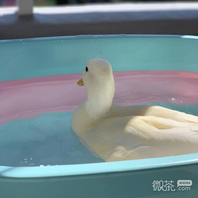 可爱萌萌哒的微信鸭鸭洗澡表情包