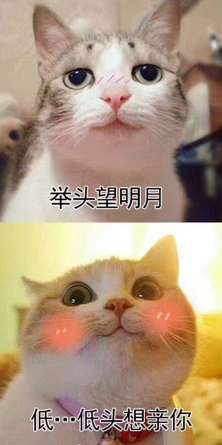 撩妹撩汉专用的微信喵星人带字表情包