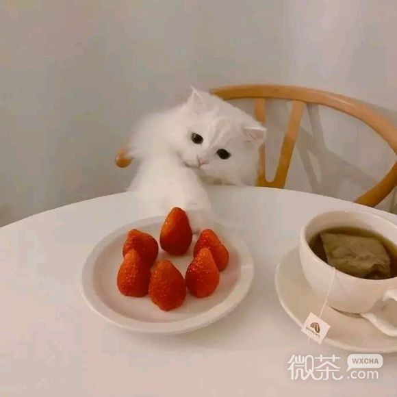 唯美绿色植物朋友圈配图