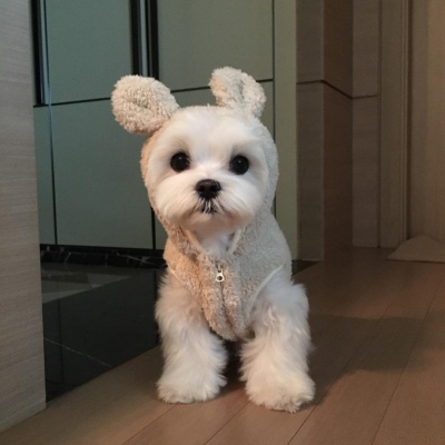 可爱激萌的微信汪星人头像