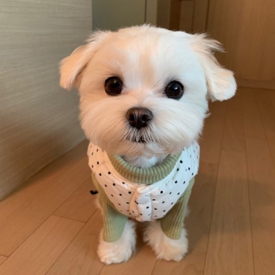 可爱激萌的微信汪星人头像