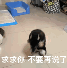 微信金馆长小人动态表情包