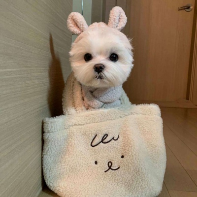 可爱激萌的微信汪星人头像