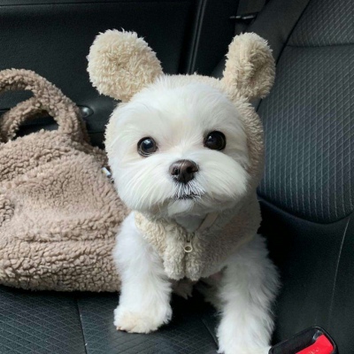 可爱激萌的微信汪星人头像