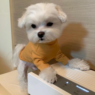 可爱激萌的微信汪星人头像