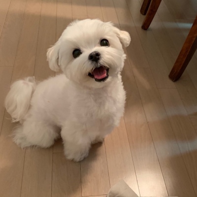 可爱激萌的微信汪星人头像