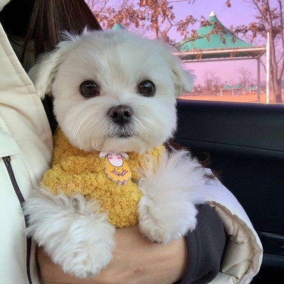 可爱激萌的微信汪星人头像