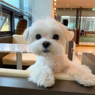 可爱激萌的微信汪星人头像