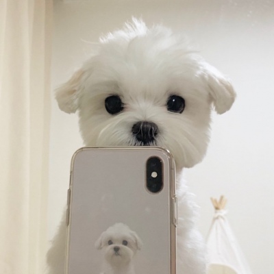 可爱激萌的微信汪星人头像