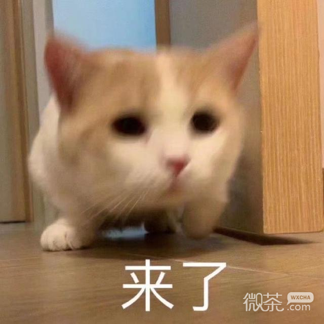 微信近期斗图恶搞表情包2019/12/21