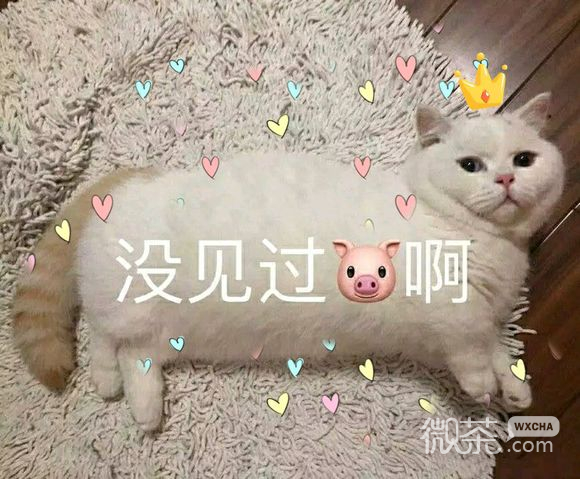 微信近期斗图恶搞表情包2019/12/20（二）