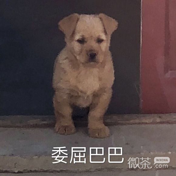 微信近期斗图恶搞表情包2019/12/24（二）