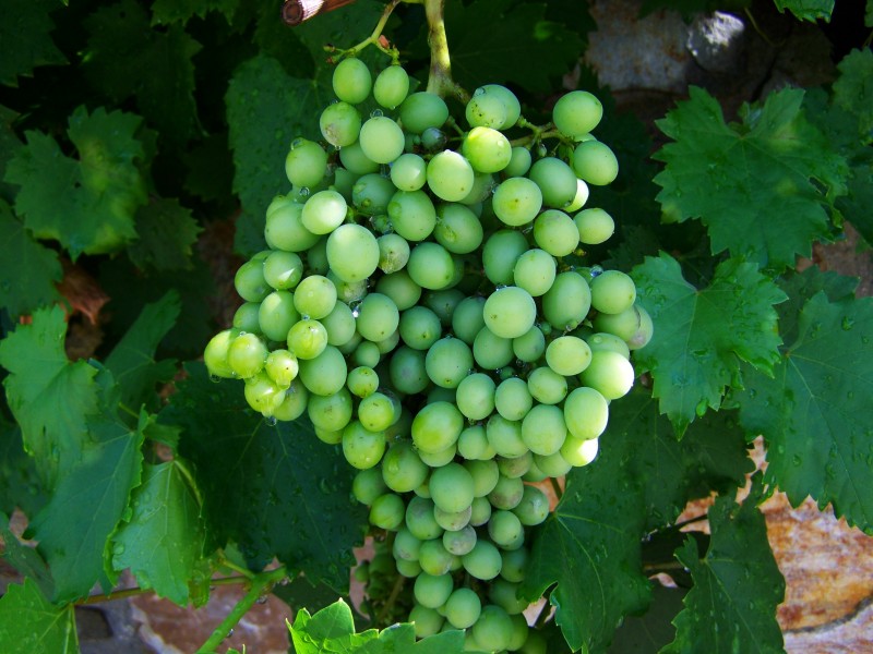 晶莹剔透的水晶葡萄微信图片合集