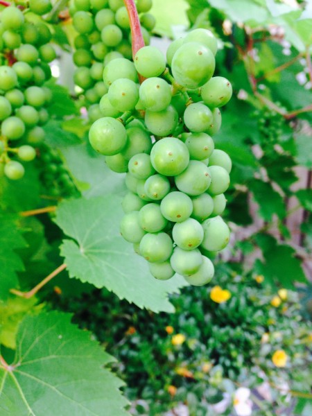 晶莹剔透的水晶葡萄微信图片合集