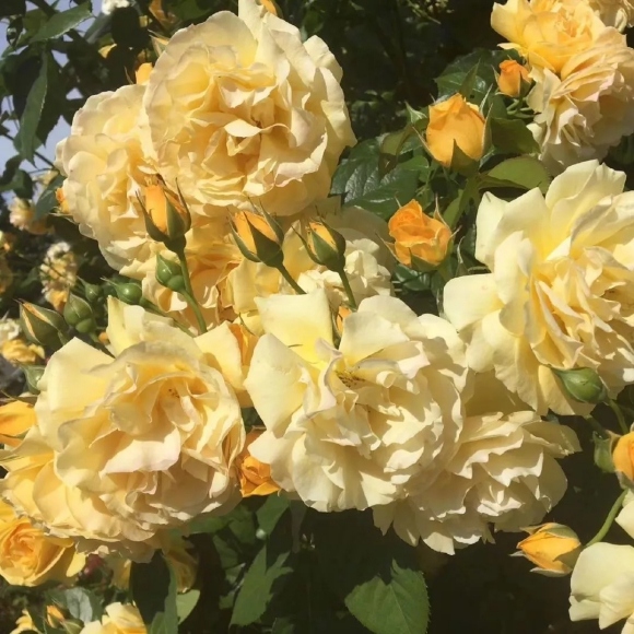 小清新花朵朋友圈配图