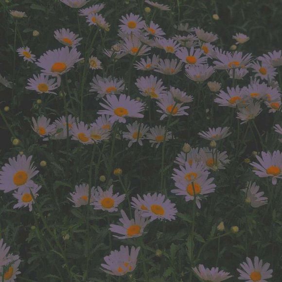 唯美简洁插画朋友圈配图