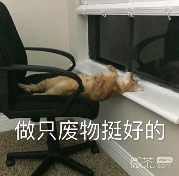 真的？微信恶搞斗图表情包