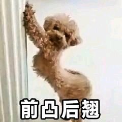 真的？微信恶搞斗图表情包
